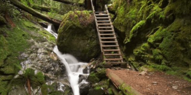 Muir Woods Trail Marathon