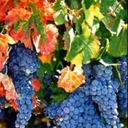Napa Fall Wine Country Marathon